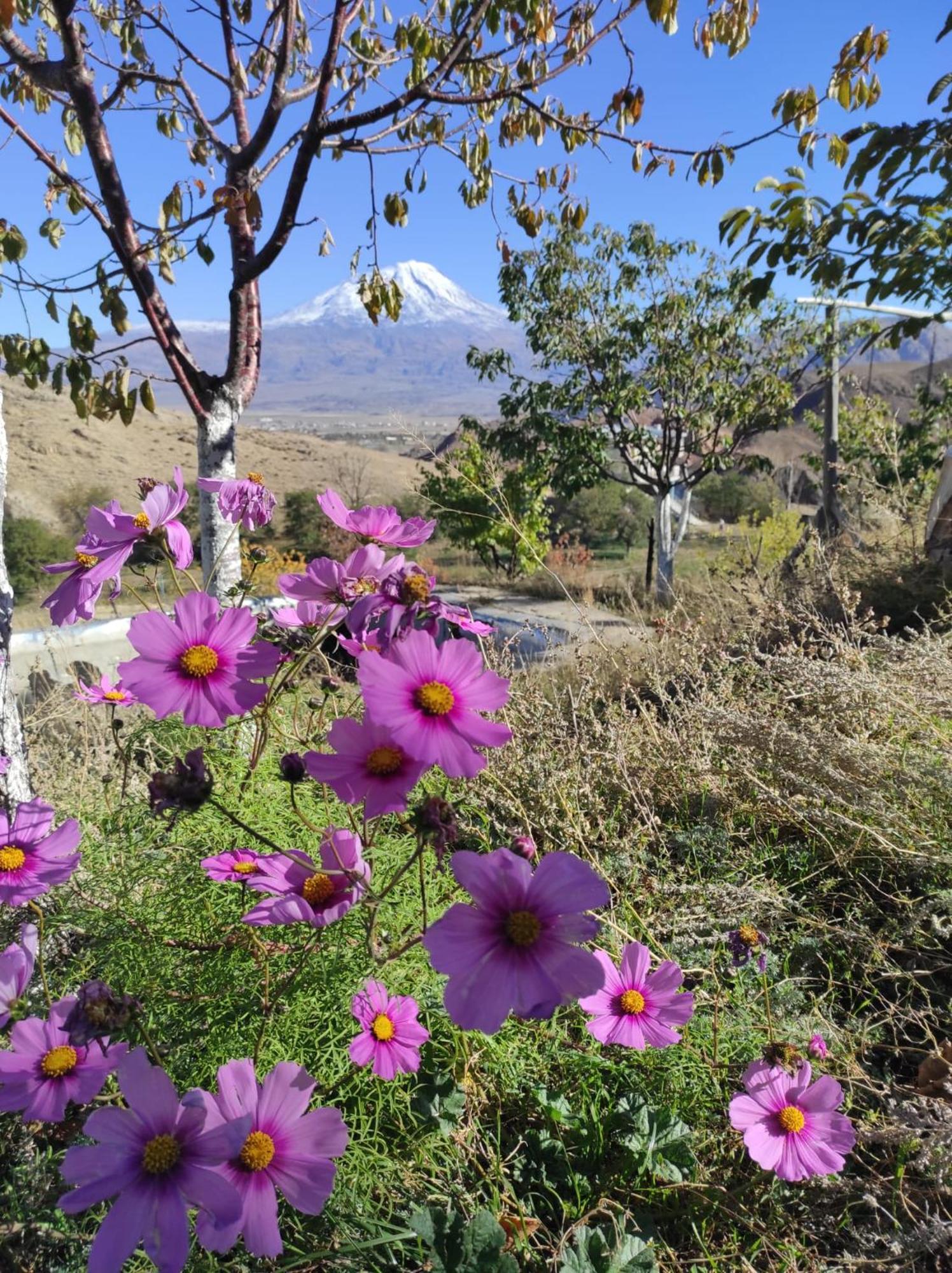 Dede Sebo Cay Bahcesi + *